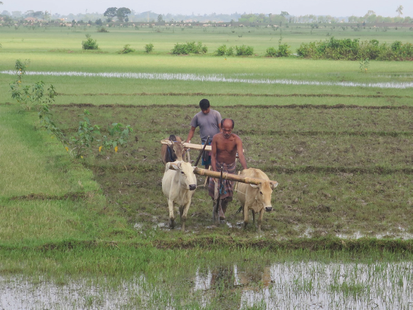 A photograph of two men guiding two cows that are pulling a rustic plow through a rice field.
