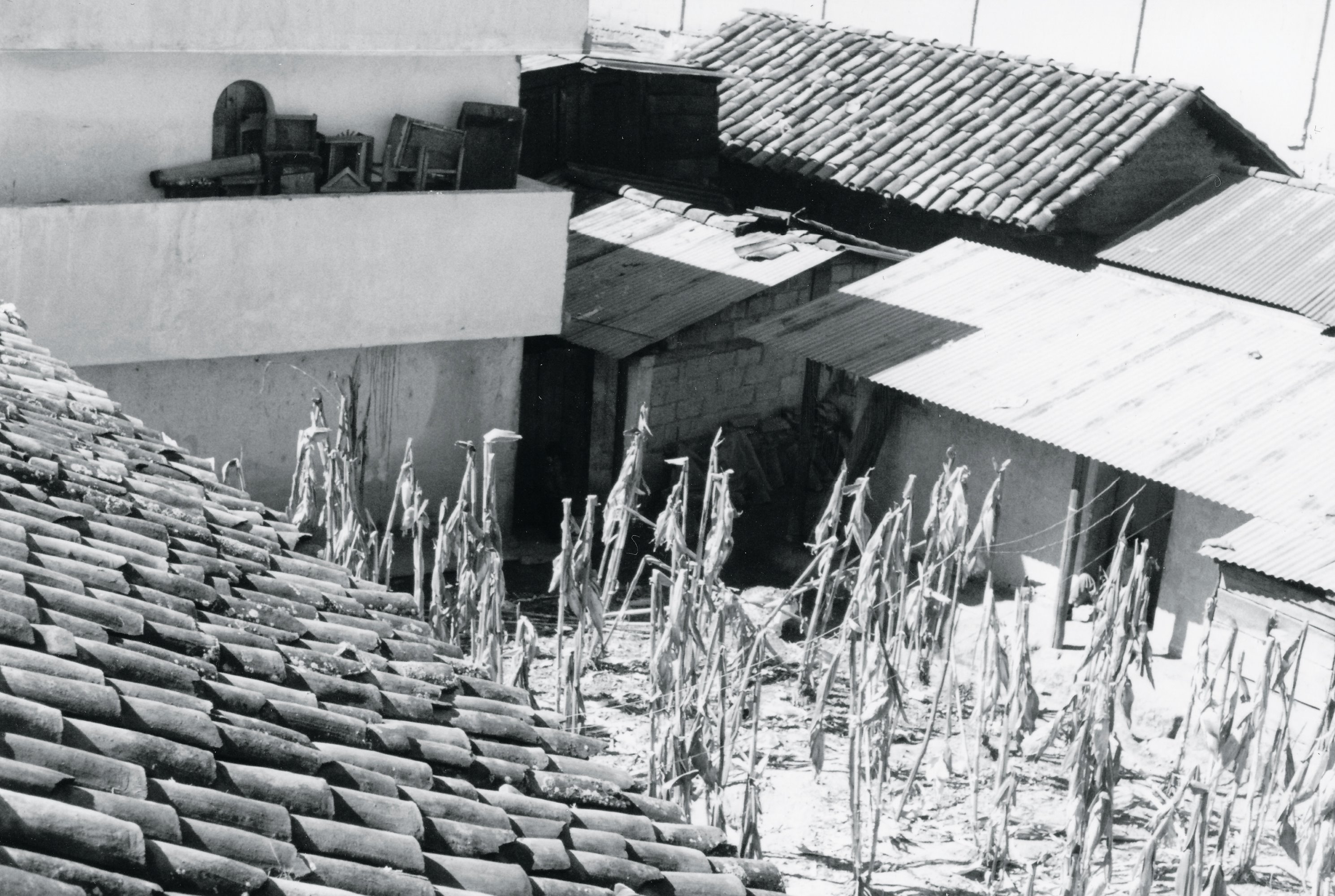 Stalks of dried maize planted in a small area between cinderblock and tiled houses.