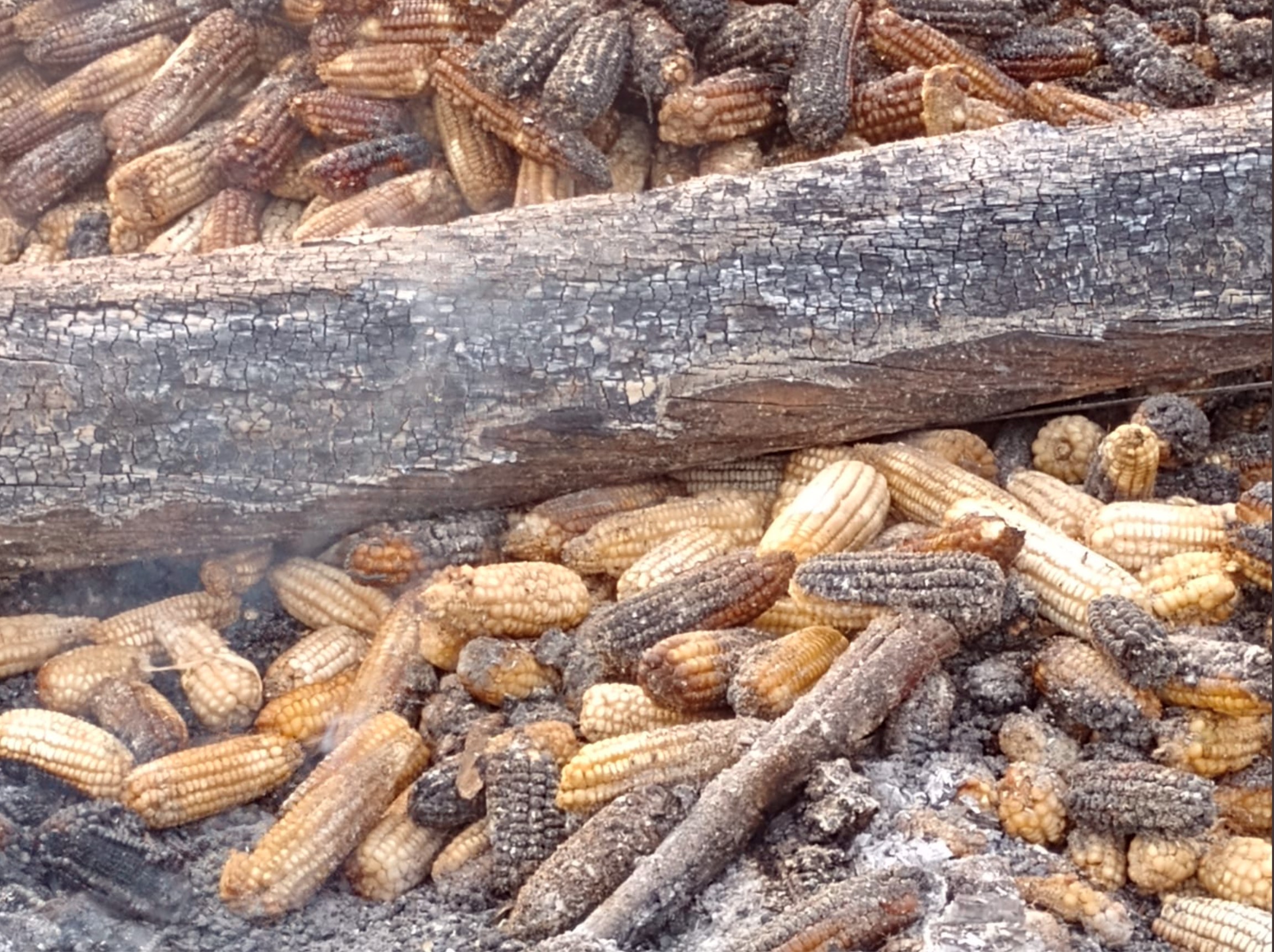 A burned beam sits on top a pile of burned maize cobs.