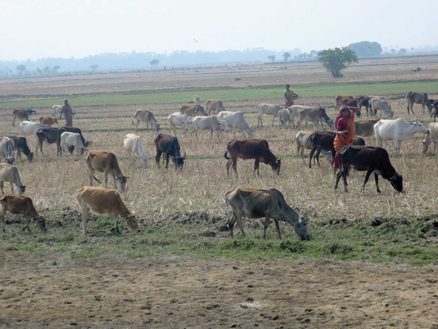 A photograph of some 25 cows grazing on a mostly bare field, with a few people among them.