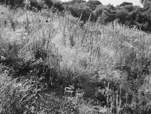 A black and white photo of a grassy hill

Description automatically generated