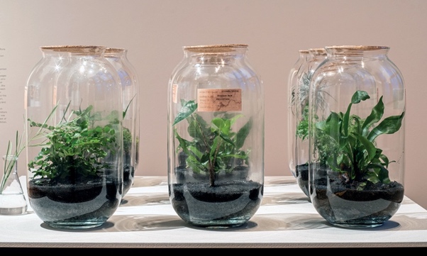 A group of glass jars with plants inside

Description automatically generated