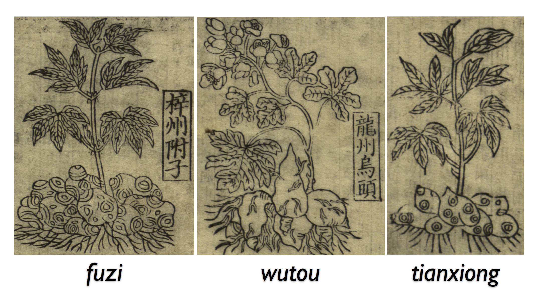 Three botanical drawings of similar but somewhat different plants, each showing tubers, leaves, stems, and flowers, above the labels fuzi, wutou, and tianxiong. The first two illustrations also include labels in Chinese indicating the plant’s geographic source.