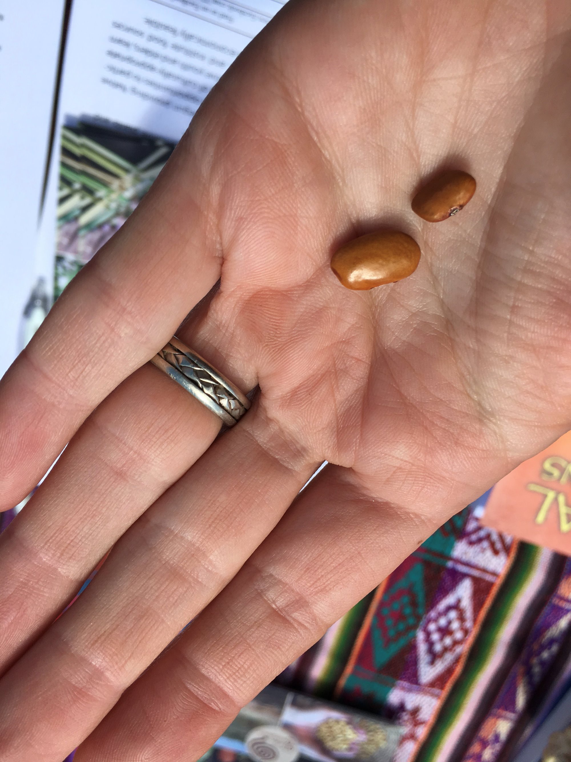 In an open hand are two beans; one is almost double in size of the other.