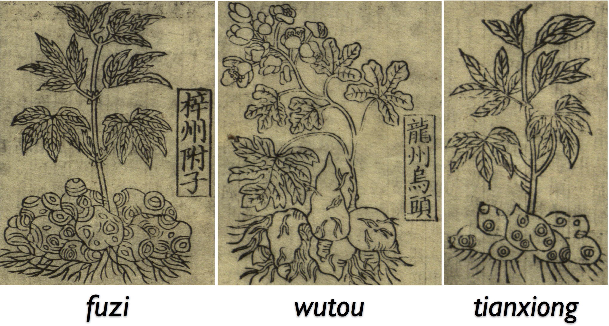 Three botanical drawings of similar but somewhat different plants, each showing tubers, leaves, stems, and flowers, above the labels <i>fuzi</i>, <i>wutou</i>, and <i>tianxiong</i>. The first two illustrations also include labels in Chinese indicating the plant’s geographic source.