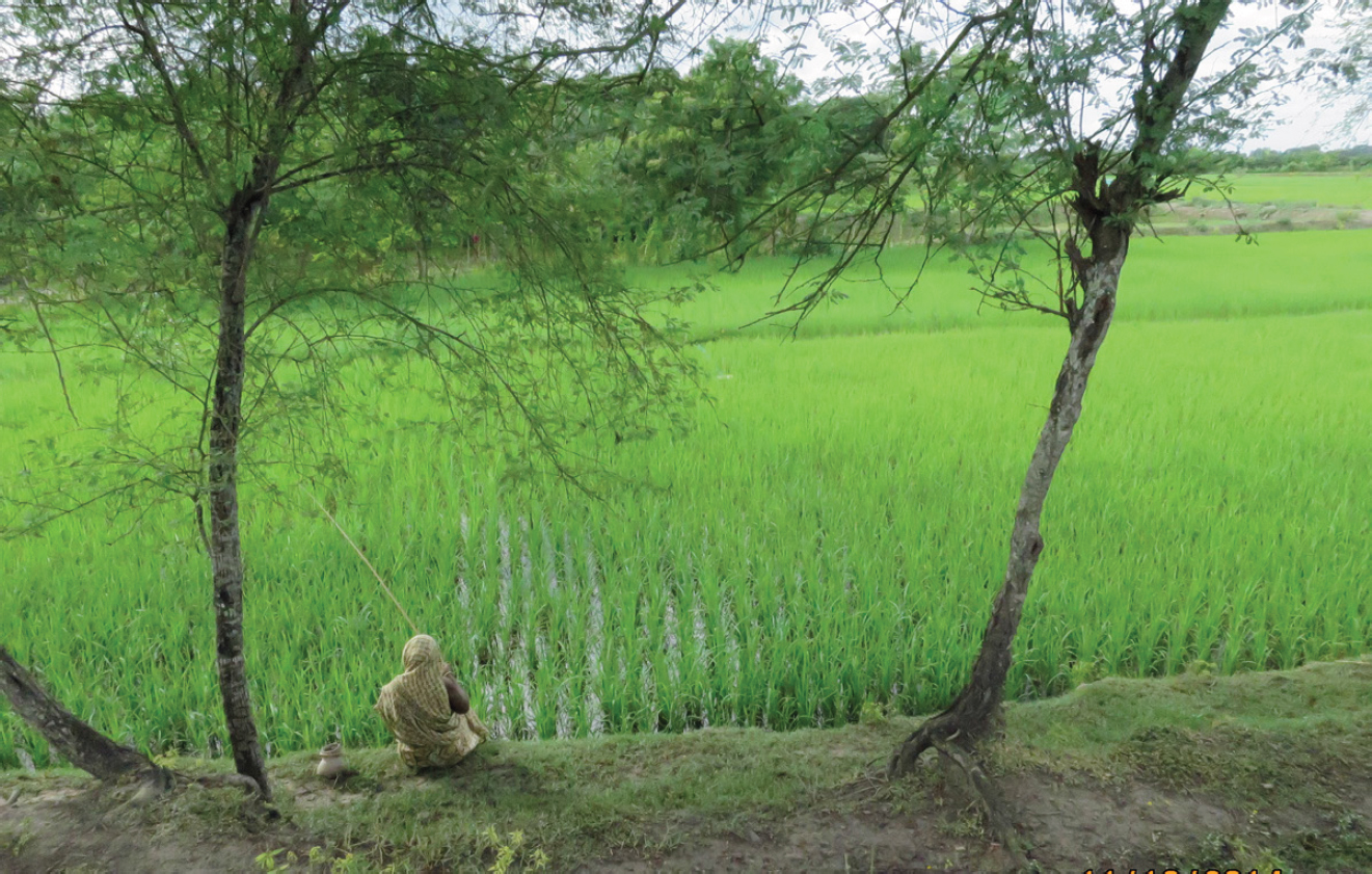 A photograph of a large green rice paddy. A woman sits under a tree along the shore.