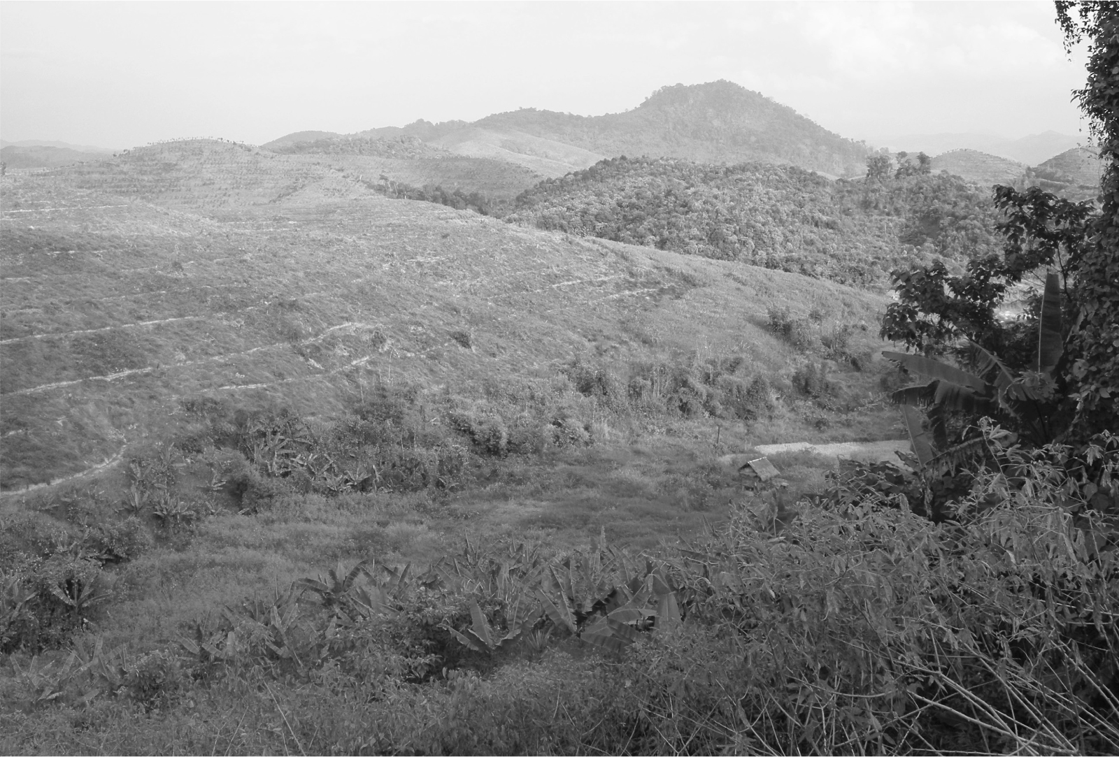 Another photograph of a hillside cleared of vegetation with contoured terraces for rubber trees.