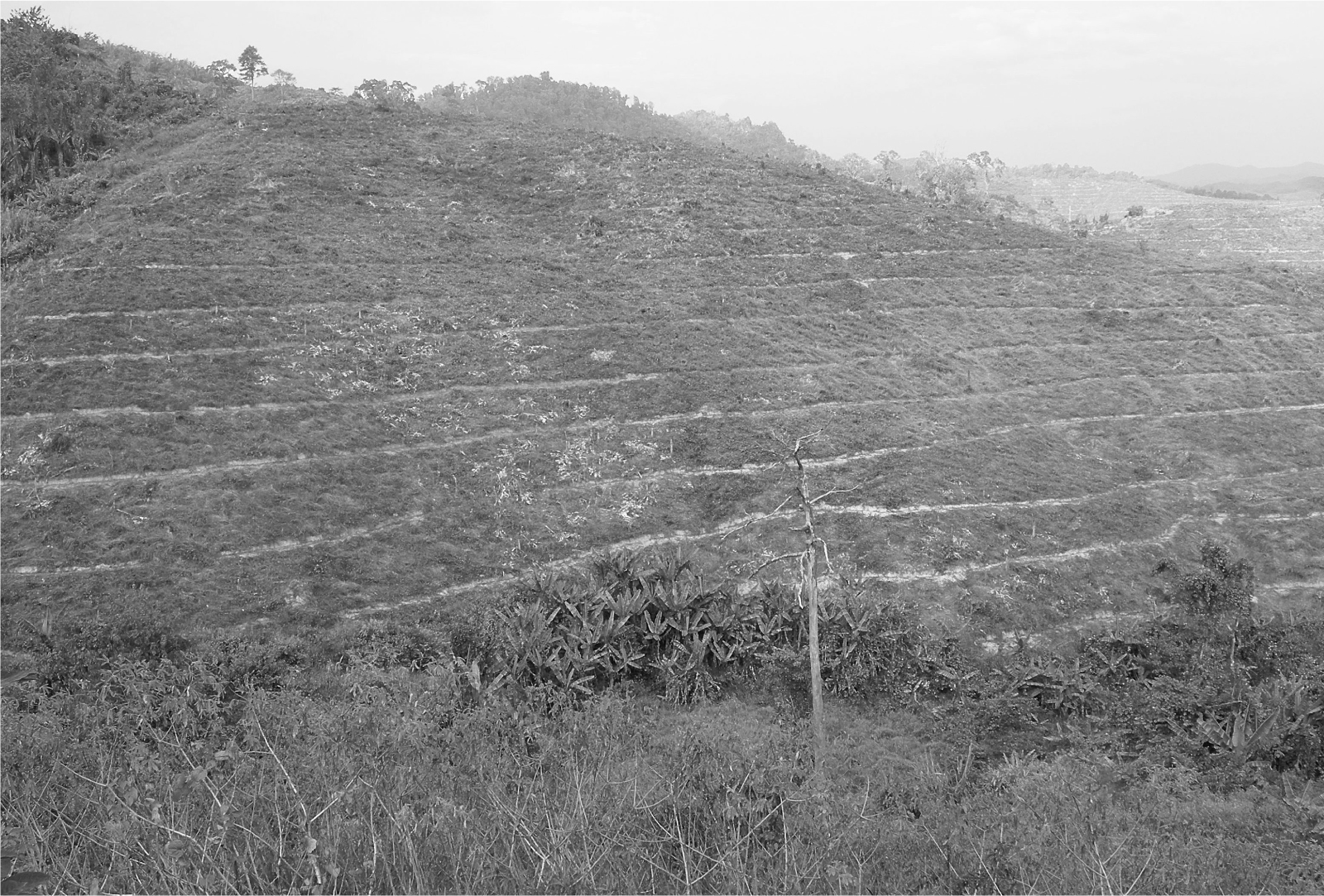 This photograph shows a large hillside receding into the distance, cleared of vegetation, with contoured terraces for young rubber trees.