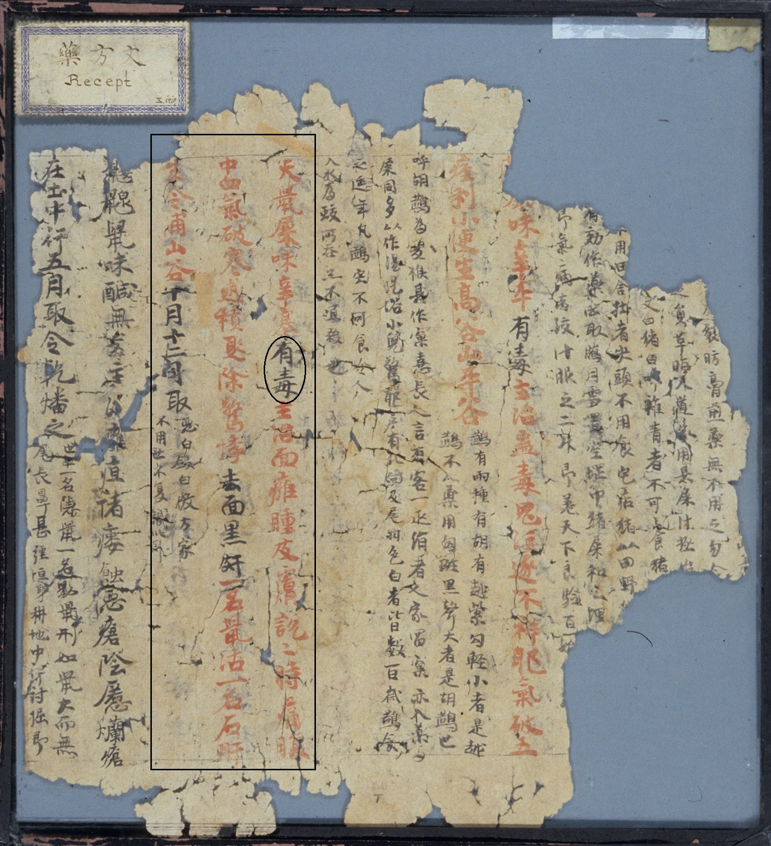 A manuscript fragment with torn edges contains handwritten Chinese text in alternating sections of black and red ink, and differently sized script. One section is overlain with a box, drawing attention to the drug entry on bat droppings. The du status of the drug is overlain with a circle around the words 'possessing du' (youdu).
