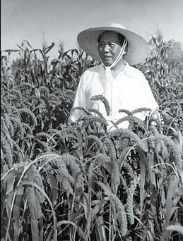 A person standing in a field of corn

Description automatically generated