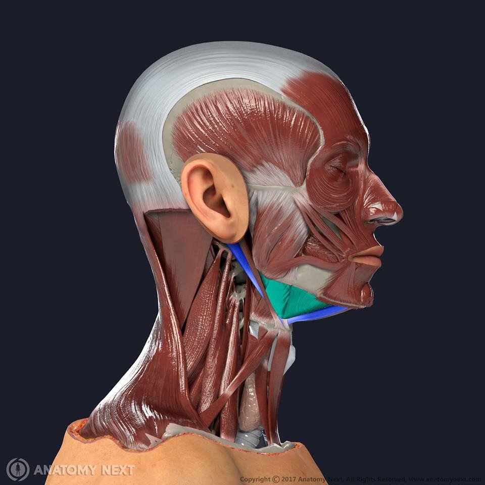 Anatomy Labs