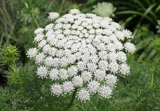 Cover of Queen Anne’s Lace