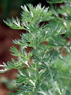 Cover of Artemisia