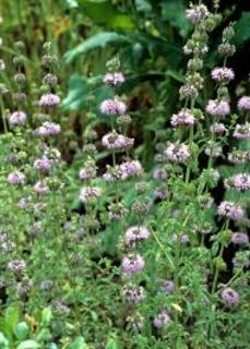 Cover of Pennyroyal