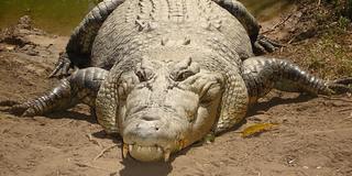 Cover of Crocodile Feces